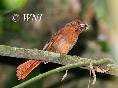 Red-crowned Ant-Tanager (Habia rubica)